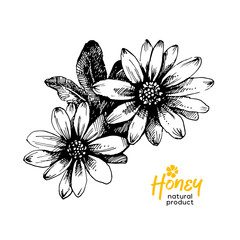 Wall Mural - Hand drawn sketch honey background. Vintage vector illustration of flowers