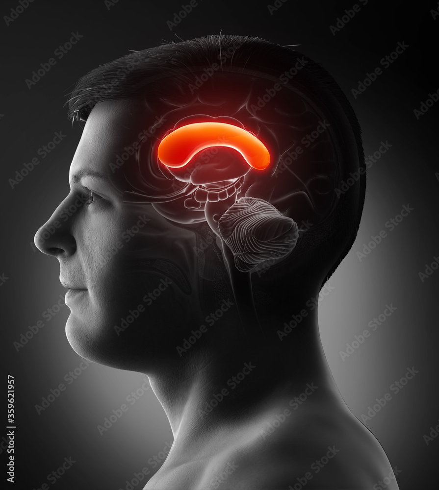 3d rendered medically accurate illustration of a male brains anatomy-the FRONT CORPUS - obrazy, fototapety, plakaty 