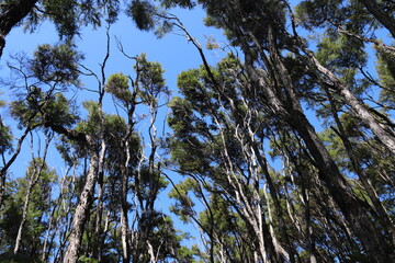 Sticker - Forêt du parc Abel Tasman, Nouvelle Zélande