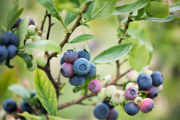 Blueberries. Ripe and still green berries on a branch. Ripe blueberries on a bush with leaves.