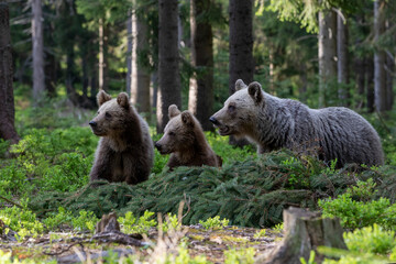a brown bear (ursus arctos) protecting its cubs in a dark forest. a family of bears collects blueber