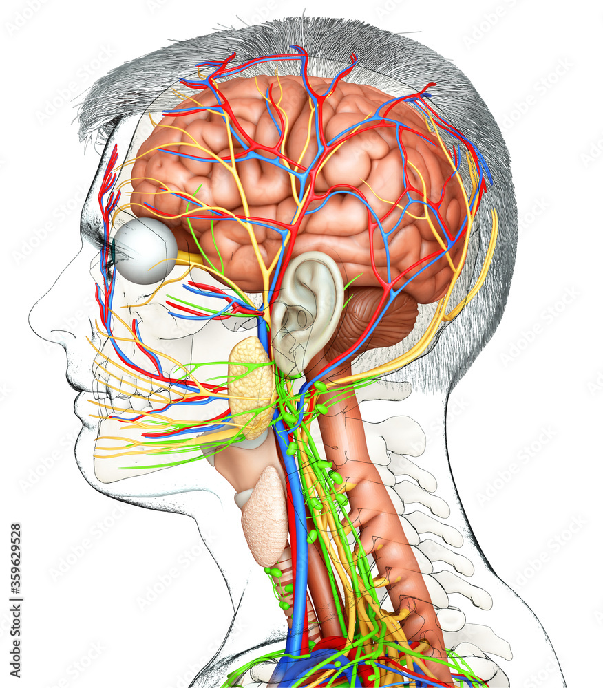 3d rendered medically accurate illustration of a male brain anatomy ...