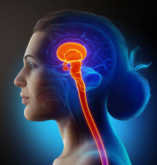 Wall Mural - 3d rendered medically accurate illustration of highlighted orange Female brain