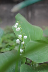 Wall Mural - Flowers in blossom of lily of the valley in garden in spring season