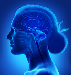 Wall Mural - 3d rendered medically accurate illustration of a female brain anatomy