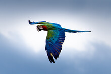 Flying Beautifully Coloured Parrot Ara  (Ara Ararauna) Costa Rica.
