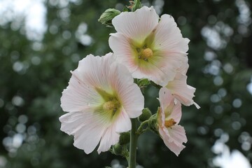 Marshmallow flower (Althaea officinalis) is a useful plant for human health. Photo of medicinal plants and marshmallow flowers.