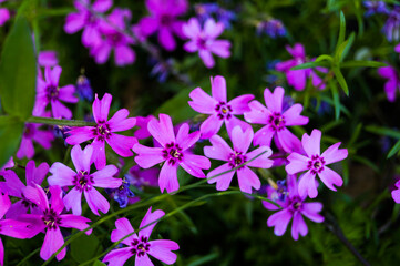 Wall Mural - Creeping phlox (Phlox subulata), also known as the moss phlox.Macro photo nature lilac wild Phlox subulata flower. Texture background blooming wildflower. The image of a plant lilac purple. Close up.