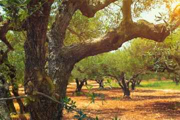 Olive trees (Olea europaea) grove in Crete, Greece for olive oil production. Horizontal camera pan