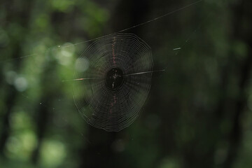 Wall Mural - spider on web