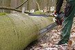 © ReNi - gefällter Baum mit Spaltkeil wird vom Holzfäller mit Kettensäge zersägt