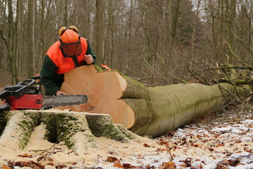 Wall Mural - Holzfäller hat mit Motorsäge einen großen dicken Baum gefällt vermessen und notiert das Aufmaß