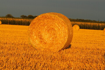 Deep view over a harvested field