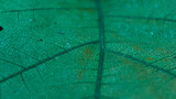 Fototapeta Łazienka - Plant leaves as a background