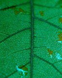 Fototapeta Łazienka - Plant leaves as a background