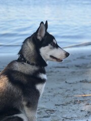  siberian husky dog portrait