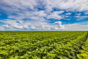 Agricultural field with a sunflower crop in early summer.