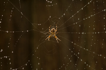 spider and web