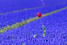 Selective Focus Of Beautiful One Single Wild Red Tulip In Between The Purple Flowers, Meadow Of Muscari Armeniacum During Spring Season, Nature Floral Background, Tulips Festival In Netherlands.