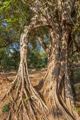 Wall Mural - Ancient Khmer pyramid, Koh Kher Temple near Siem Reap town, Cambodia