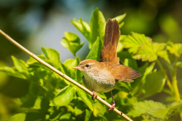 Wall Mural - Cetti's warbler, cettia cetti, bird singing and perched