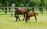 Fototapeta Konie - horse and foal