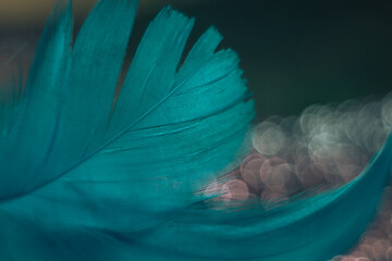 Poster - Close up Beautiful blue Bird feather pattern on a bokeh background for design texture.