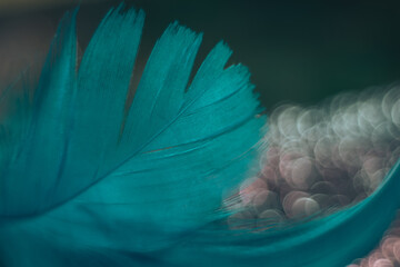 Poster - Close up Beautiful blue Bird feather pattern on a bokeh background for design texture.