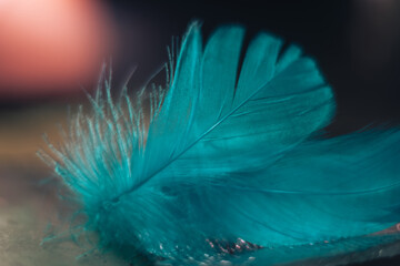 Poster - Close up Beautiful blue Bird feather pattern on a bokeh background for design texture.