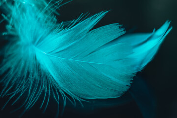 beautiful blue bird feather on a bokeh background. pattern background for design texture. macro view