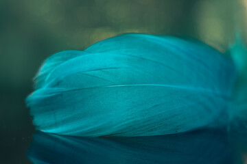 Poster - Beautiful blue Bird feather on a bokeh background.  Pattern background for design texture.  Macro view photography.