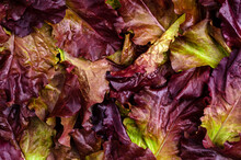 Background Of Fresh Purple Lettuce Leaves.