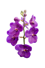 Wall Mural - Vandas species of purple orchids isolated on white background.  Purple flower blooming on the flower stalk that are elongated