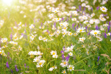 Sunshine on a field of daisy and wiild flowers, spring and summer nature background