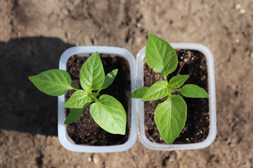 A close up of young plantlets of sweet pepper (Capsicum annuum subsp. grossum) in a little plastic pots on the ground in a garden. Bell pepper seedlings, selective focus, top view