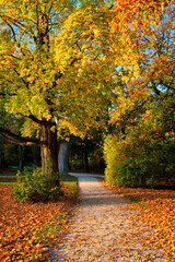 Wall Mural - Golden autumn fall October in famous Munich relax place - Englischer Garten. English garden with fallen leaves and golden sunlight. Munchen, Bavaria, Germany