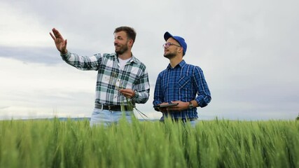 Wall Mural - Two farmers standing in green wheat field examining crop during the cloudy day.