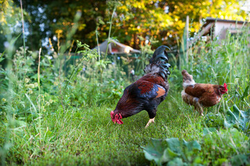 Wall Mural - Beautiful cock and his chicken lazily walking on the grass in the garden foraging on the ground