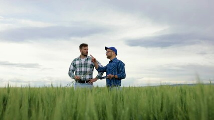 Wall Mural - Two farmers standing in green wheat field examining crop during the cloudy day.