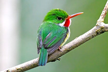 A Puerto Rican Tody Photographed At El Yunque National Forest PR