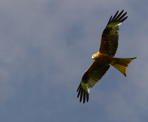 Wall Mural - red kites flying with a blue sky background