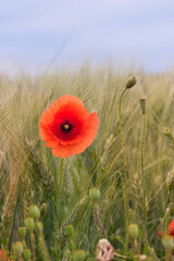 Wall Mural - red poppy in wheat field