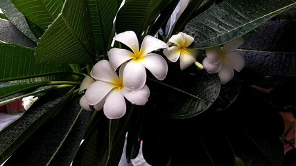 Wall Mural - 
Plumeria trees, white flowers blooming for the rainy season in Thailand