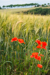 Wall Mural - red poppy in wheat field