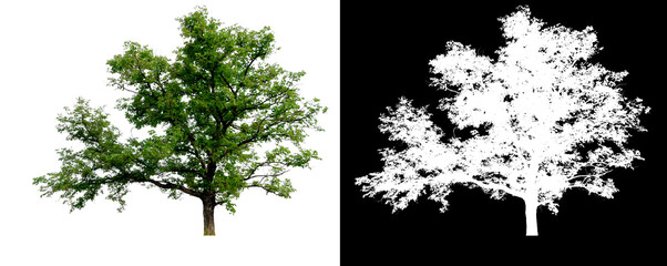 Leinwandbilder - isolated tree on white background with clipping path