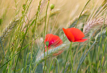 Wall Mural - red poppy in wheat field