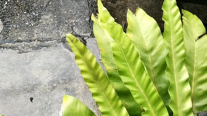 Wall Mural - 
Green leaves and heavy rain in Thailand