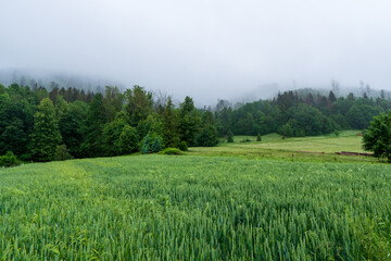 Wall Mural - Green barley field in front of forest and fog in spring