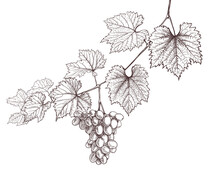 Grapevine And Grapes Hand Drawing On White. Wine Leaves And Bunch Of Grapes Retro Decorative Illustration