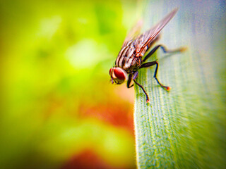 fly on leaf